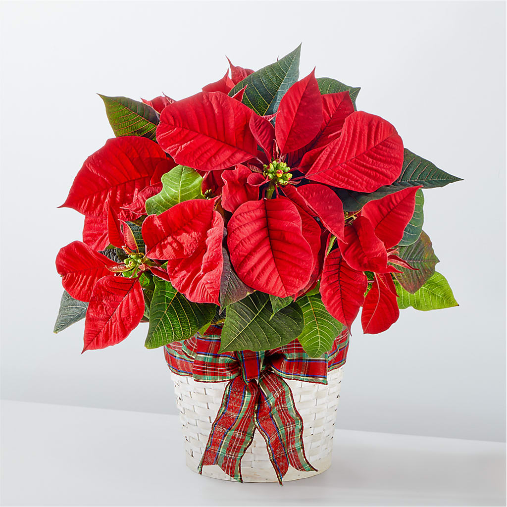 Happiest Holidays Poinsettia – ADAM & EVE FLOWERS & BALLOONS, Lafayette IN