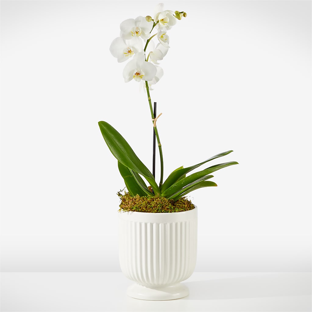 Whispering White Orchid – ADAM & EVE FLOWERS & BALLOONS, Lafayette IN