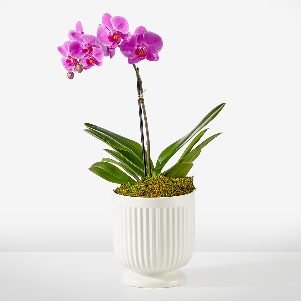 Friendly Fuchsia Orchid – ADAM & EVE FLOWERS & BALLOONS, Lafayette IN