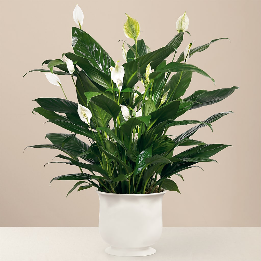 Comfort Planter – ADAM & EVE FLOWERS & BALLOONS, Lafayette IN