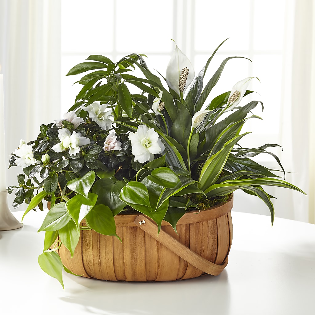 Serene Dishgarden – ADAM & EVE FLOWERS & BALLOONS, Lafayette IN