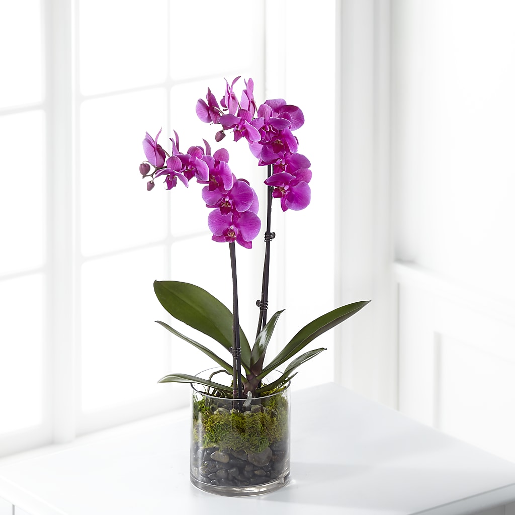 Pink Orchid Plant – ADAM & EVE FLOWERS & BALLOONS, Lafayette IN