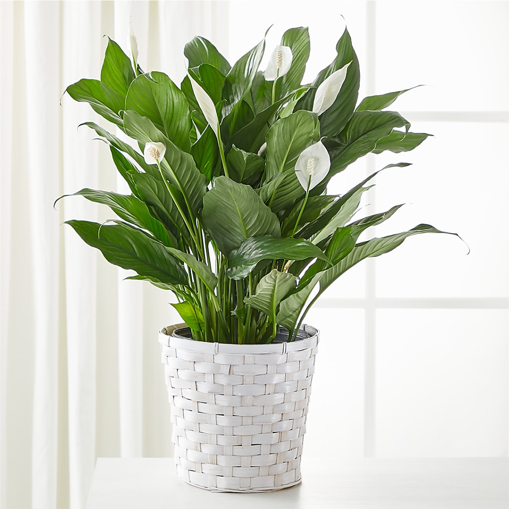 A New Leaf Peace Lily – ADAM & EVE FLOWERS & BALLOONS, Lafayette IN