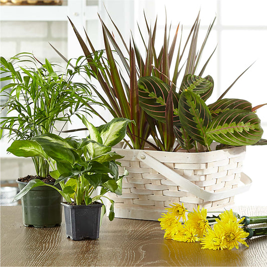 Florist Designed Blooming and Green Plants in a Basket – ADAM & EVE FLOWERS & BALLOONS, Lafayette IN
