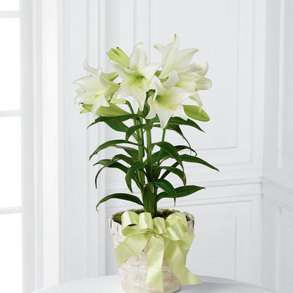 Easter Lily Plant – ADAM & EVE FLOWERS & BALLOONS, Lafayette IN
