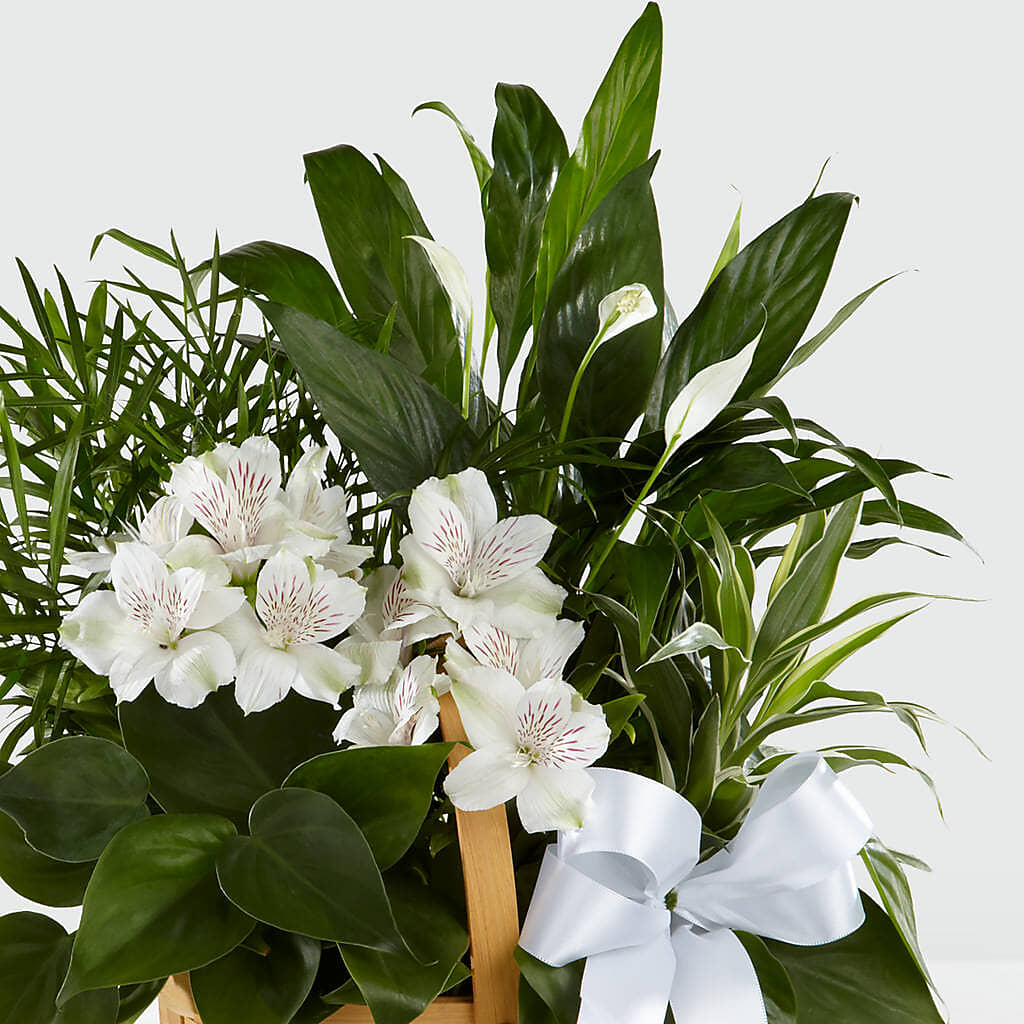 Peace & Serenity Dishgarden – ADAM & EVE FLOWERS & BALLOONS, Lafayette IN