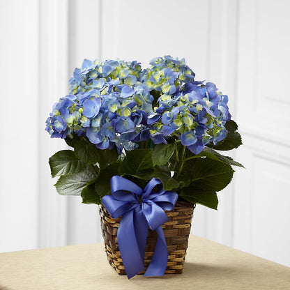 Blue Hydrangea Planter – ADAM & EVE FLOWERS & BALLOONS, Lafayette IN