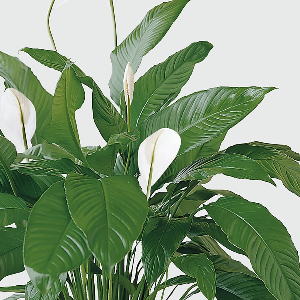 Tranquil Moments Peace Lily Plant – ADAM & EVE FLOWERS & BALLOONS, Lafayette IN