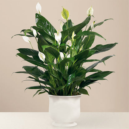Comfort Planter – ADAM & EVE FLOWERS & BALLOONS, Lafayette IN