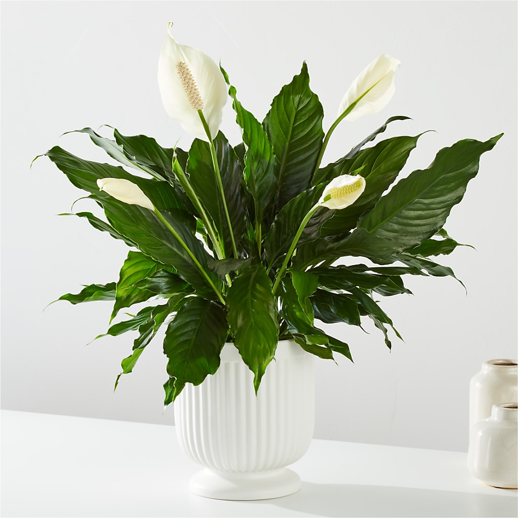 Comfort Planter – ADAM & EVE FLOWERS & BALLOONS, Lafayette IN