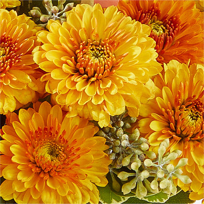 Peachy Pumpkin – ADAM & EVE FLOWERS & BALLOONS, Lafayette IN