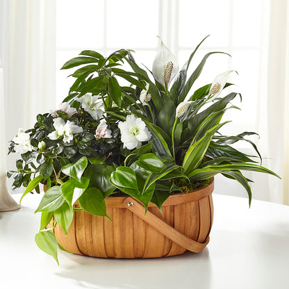 Serene Dishgarden – ADAM & EVE FLOWERS & BALLOONS, Lafayette IN