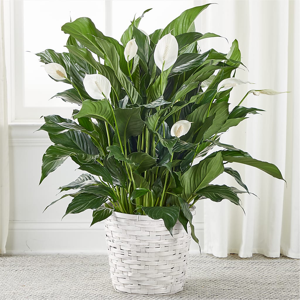 adam lily flower A New Leaf Peace Lily