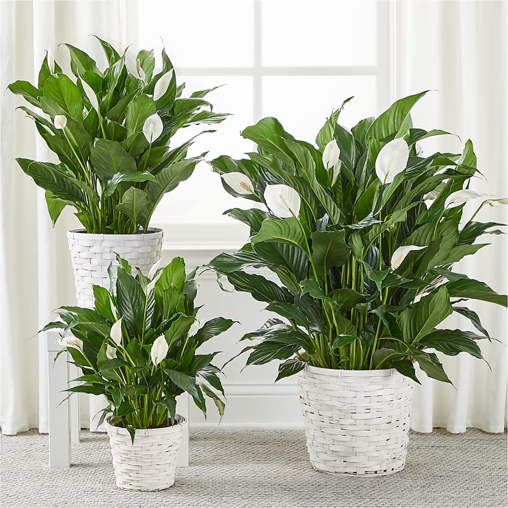 A New Leaf Peace Lily – ADAM & EVE FLOWERS & BALLOONS, Lafayette IN