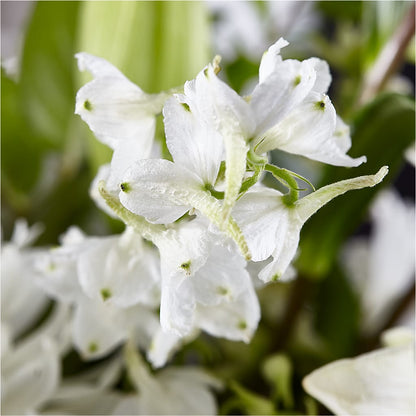 Classic Ivory – A Florist Original – ADAM & EVE FLOWERS & BALLOONS, Lafayette IN